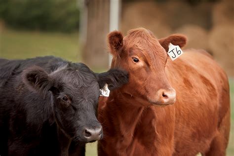 John Frank Pendergrass Is Home On The Ranch Farm Flavor