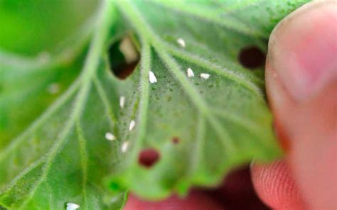 Como Prevenir Y Eliminar La Mosca Blanca De Tu Cultivo De Marihuana