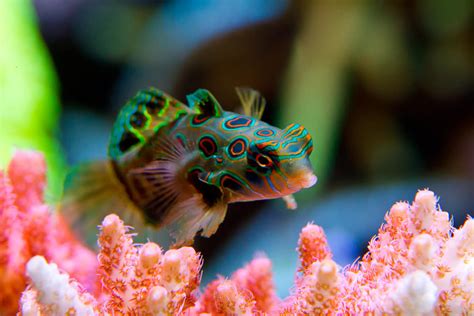 Mandarin Goby By Lifecapturedphoto On Deviantart