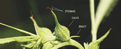 Cannabis Plant Anatomy Essential Parts Make A Cannabis Plant