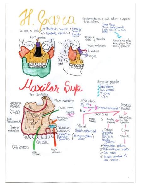 ANATOMIA Apuntes y Resúmenes médicos uDocz