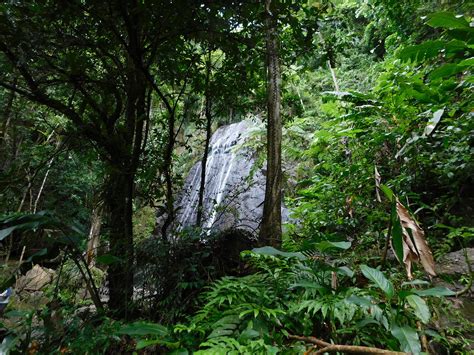 Yunque Puerto Rico Rainforest The Oldest Reserves In The Western