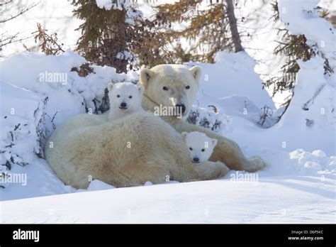 Polar Bear Ursus Maritimus And Cubs Wapusk National Park Churchill