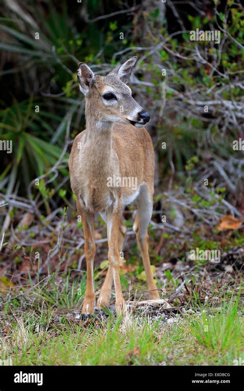 Key White Tailed Deer Odocoileus Virginianus Clavium Adult Female