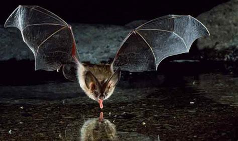 Nipah Virus: Fruit Bats Identified as Source of Deadly Disease That ...