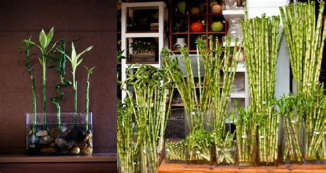 How To Propagate Lucky Bamboo In Water: Step-by-Step