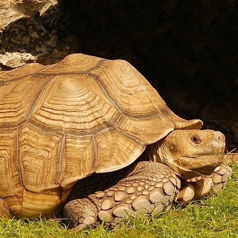 African Spurred Tortoise