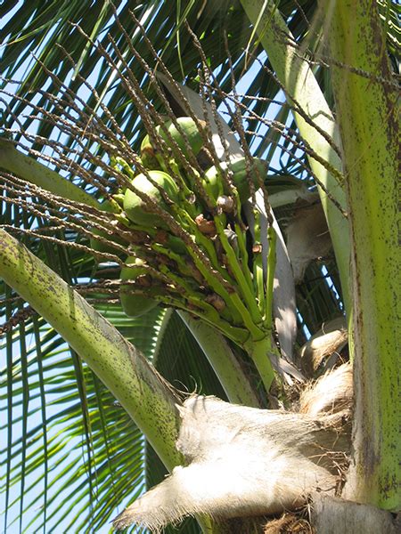 National Tropical Botanical Garden Cocos Nucifera Plant Detail