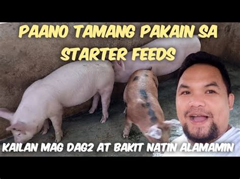 PAANO DAPAT MAGPAKAIN AT SUKAT SA STARTER STAGE NA FEEDS KAILAN TAYO