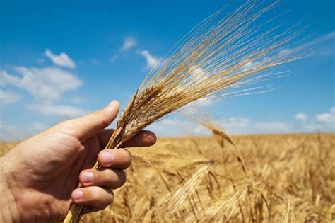 Harvest In Hand Stock Photo Image Of Field Bread Oats 19592478