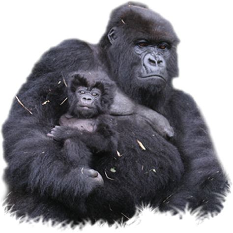 Free Gorilla Png Transparent Images Download Free Gorilla Png