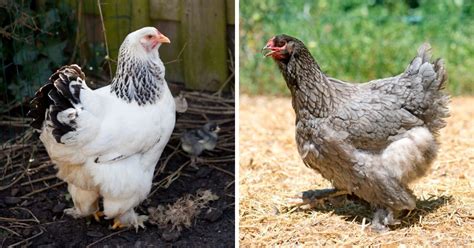 Brahma Chicken Breed Info + Where to Buy - Chicken & Chicks Info