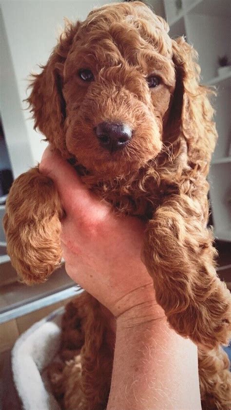 F1b Toy Red Cockapoo In Trimdon Station County Durham Gumtree