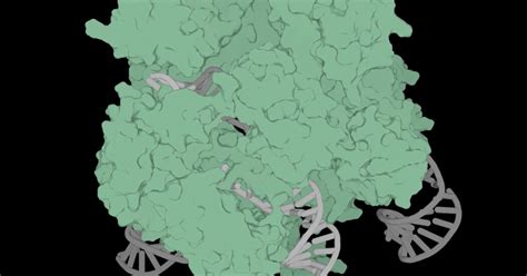 Generative KI hält Einzug in Genbearbeitungswelt von CRISPR Das