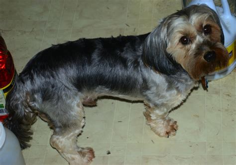 Dorkie Breed Information, Characteristics & Heath Problems | DogZone.com