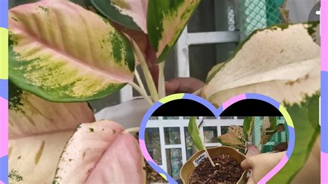 AGLAONEMA PROPAGATION Tips Para Magkaroon Ng Babies Ang Aglaonema