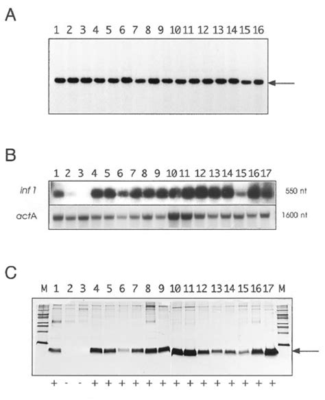 occurrence   inf gene inf mrna  inf protein   isolates
