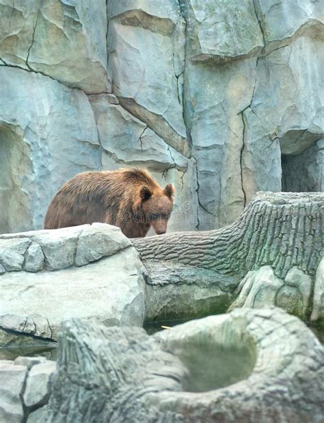 Grizzly Bear At The Zoo Stock Photo Image Of Cage Bars 3366462