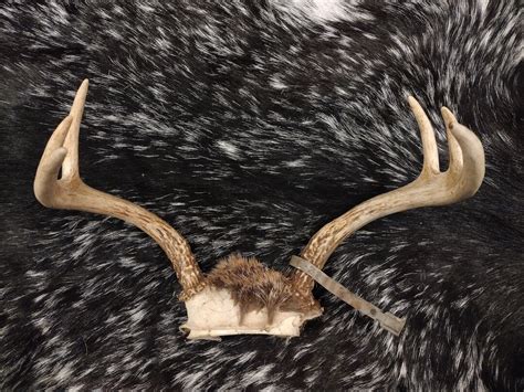 6 Point Deer Antlers - Etsy