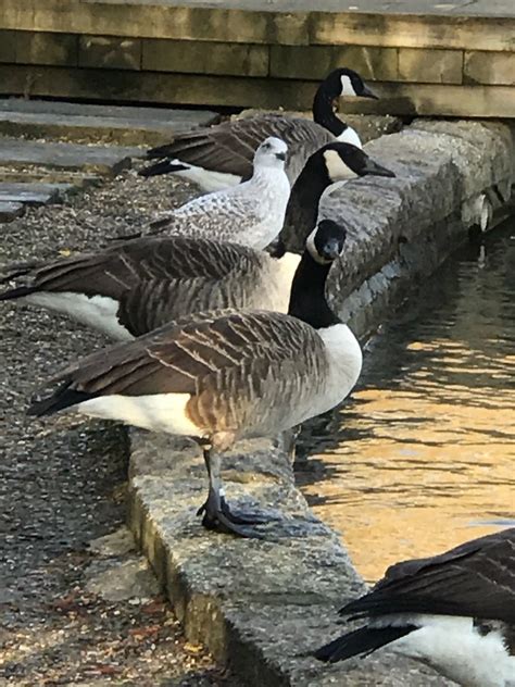 Ebird Checklist 24 Dec 2020 Beckton District Park 20 Species