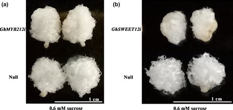 Cotton Fiber Elongation Requires The Transcription Factor GhMYB212 To