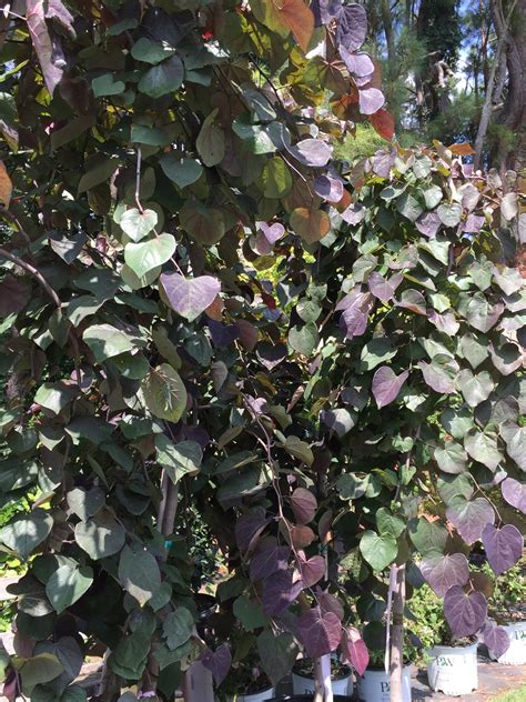 Ruby Falls Redbud (Weeping) – Toms Creek Farm & Nursery