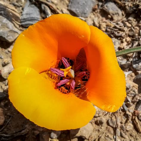 Desert Flowers: When Plants Bloom in the Desert