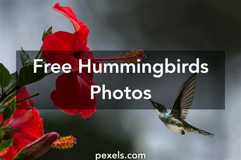 40+ Engaging Hummingbirds Photos · Pexels · Free Stock Photos