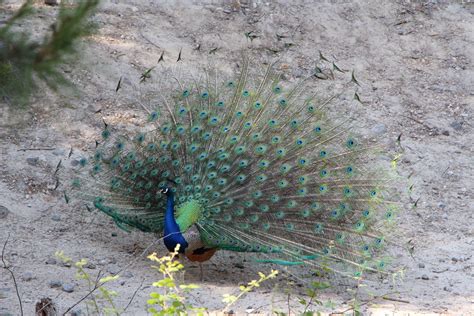 Peacocks In Plaka Near Antimachia On The Island Of Kos In Greece