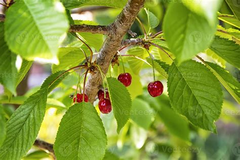 Pe De Cereja Vermelha - cerejas suspensão em uma cereja árvore ramo entre folhas. vermelho e ...