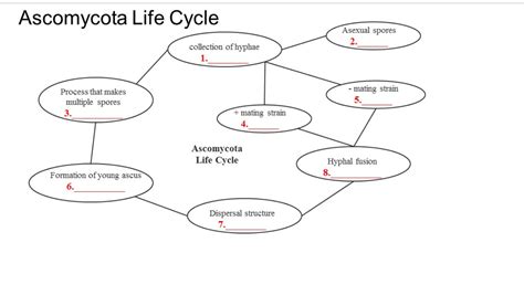 Ascomycota Life Cycle