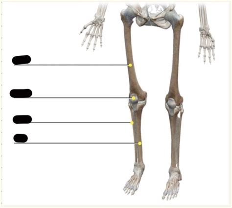 Lab Lower Extremity Lower Limbs Flashcards Quizlet