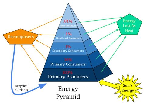 Exemplos De Pirâmide De Biomassa