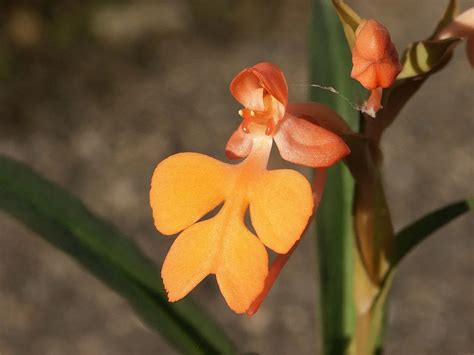 Habenaria D Finition Et Explications