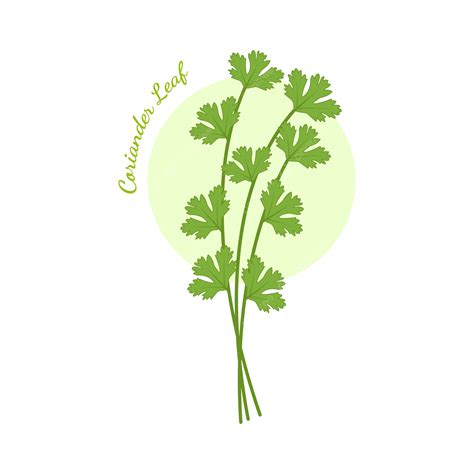 Cute Coriander Leaf Vector Illustration Coriander Leaf Green Coriander Coriander Png And