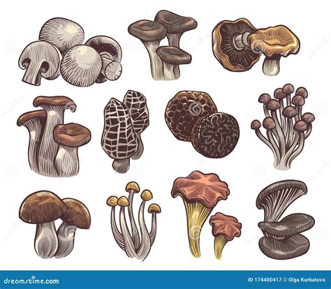 Hand Drawn Mushrooms Colorful Sketch Mushroom Champignon And Truffle