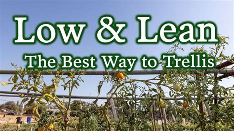 UPDATE Why We Love The Lower Lean Trellis System Why You Probably