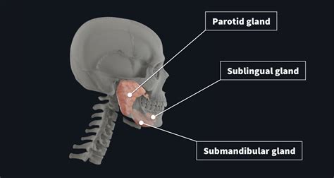 Parotid Gland Anatomy