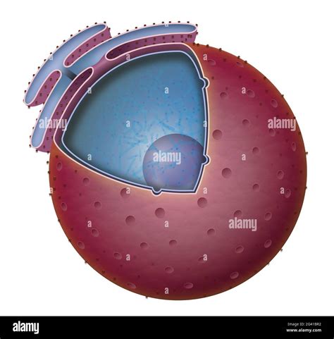 Structure of Nucleus Stock Photo - Alamy