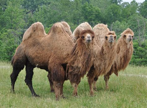 wisemens camels bactrian camel origin mongolia flickr