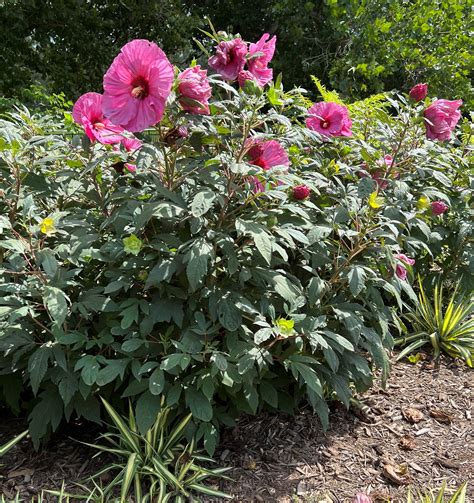 Hibiscus for Iowa Gardens | Yard and Garden