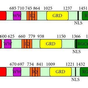 Iqgap Domain Structure In Yeasts Dictyostelium Discoideum And