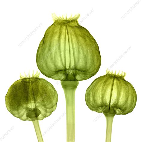 opium poppy pods  ray stock image  science photo library