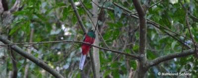 Murchison Falls Birding Safari Days Bird Watching