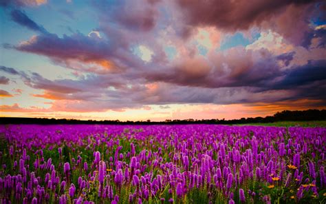 Purple Field Of Flowers Wallpapers - Wallpaper Cave