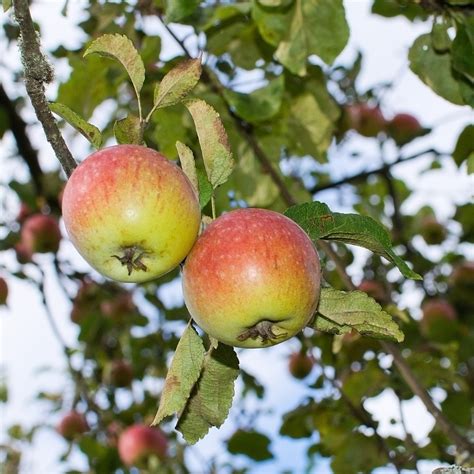 Achat fruitier à planter Pommiers Malus domestica