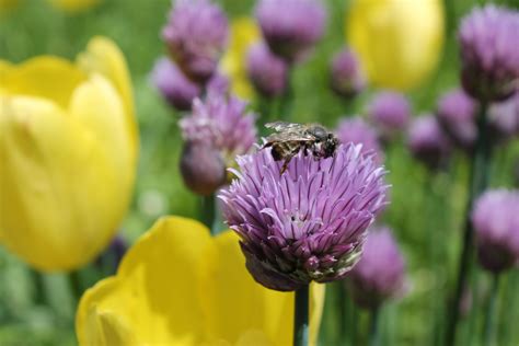 無料画像 工場 花弁 はちみつ チューリップ 花粉 植物学 黄 フローラ ワイルドフラワー 蜂 マクロ撮影 開花植物 陸上植物 4272x2848