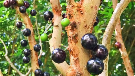 Jaboticaba Brazilian Tree Grape How To Grow It Why To Love It