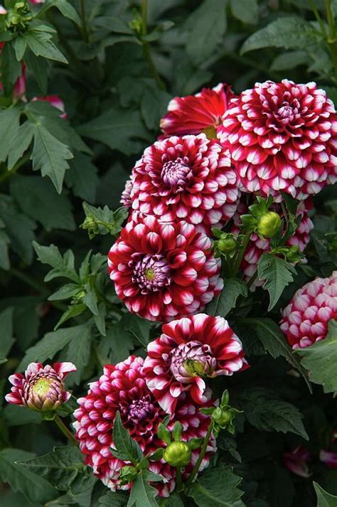 14 Stunning Red And White Flowers Balcony Garden Web