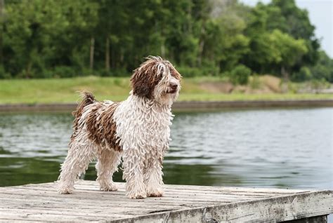 Spanish Water Dog - Breeders, Puppies, Facts, Pictures, Price ...